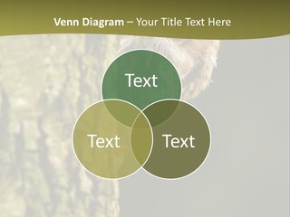 Owl Wildlife Hawk Conservancy PowerPoint Template
