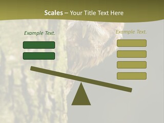 Owl Wildlife Hawk Conservancy PowerPoint Template