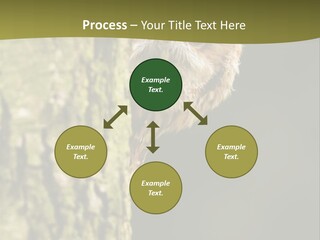 Owl Wildlife Hawk Conservancy PowerPoint Template