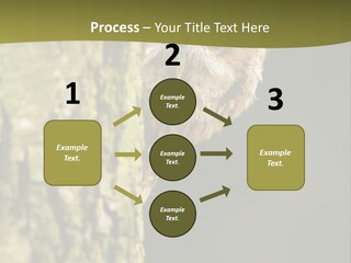 Owl Wildlife Hawk Conservancy PowerPoint Template