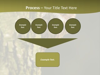 Owl Wildlife Hawk Conservancy PowerPoint Template