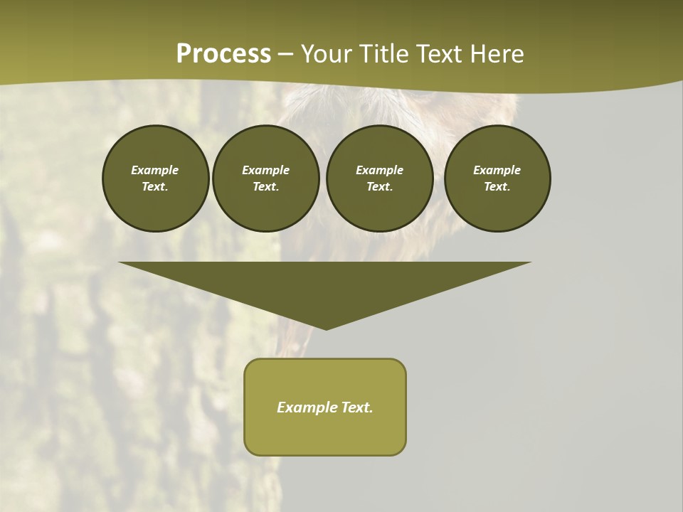 Owl Wildlife Hawk Conservancy PowerPoint Template