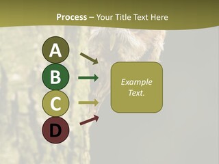 Owl Wildlife Hawk Conservancy PowerPoint Template