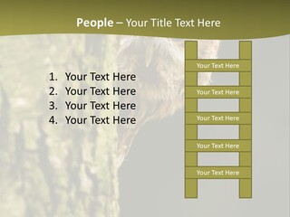 Owl Wildlife Hawk Conservancy PowerPoint Template