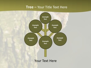Owl Wildlife Hawk Conservancy PowerPoint Template