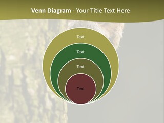 Owl Wildlife Hawk Conservancy PowerPoint Template