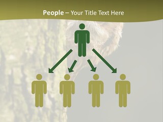Owl Wildlife Hawk Conservancy PowerPoint Template