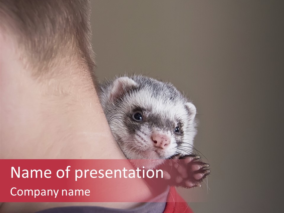 A Ferret Is Being Held By A Man PowerPoint Template