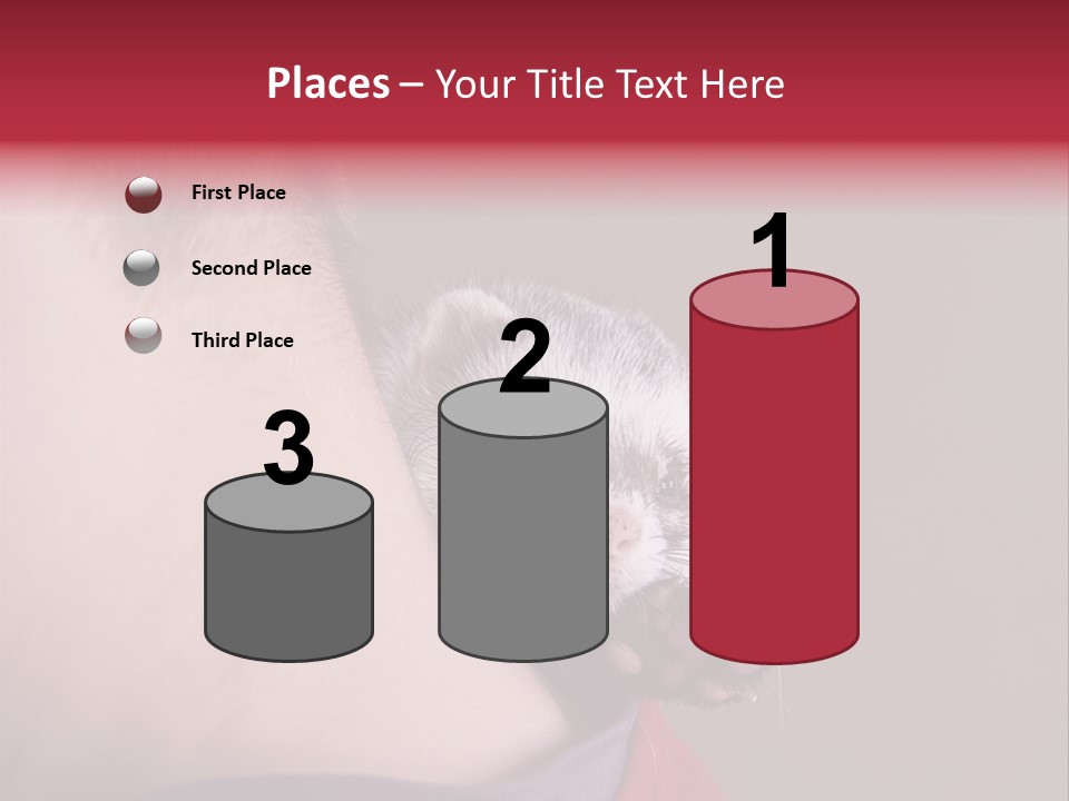 A Ferret Is Being Held By A Man PowerPoint Template