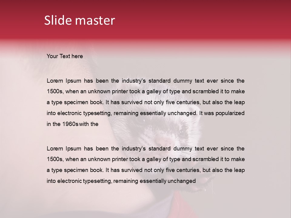 A Ferret Is Being Held By A Man PowerPoint Template