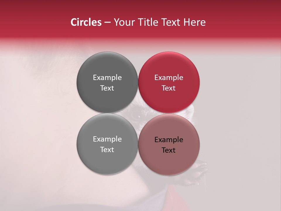 A Ferret Is Being Held By A Man PowerPoint Template