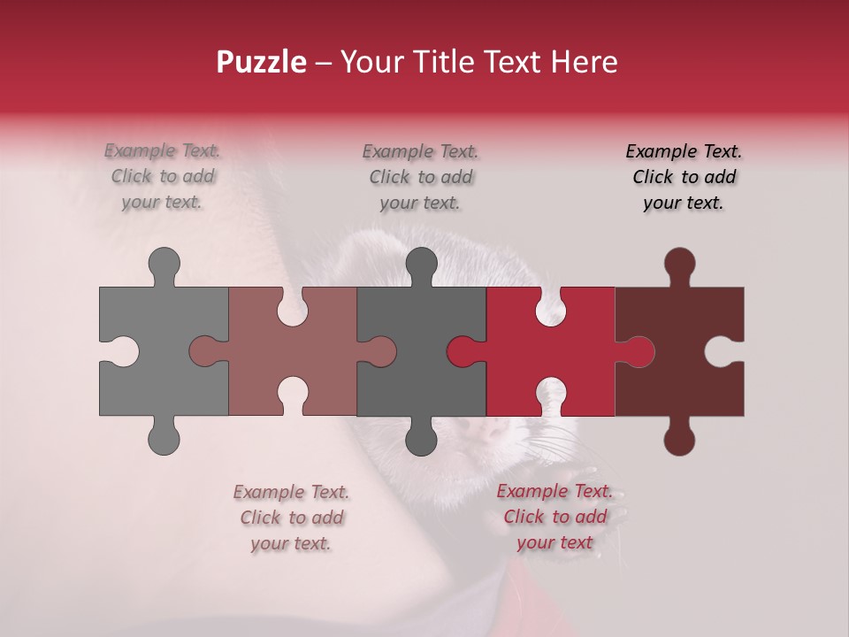 A Ferret Is Being Held By A Man PowerPoint Template