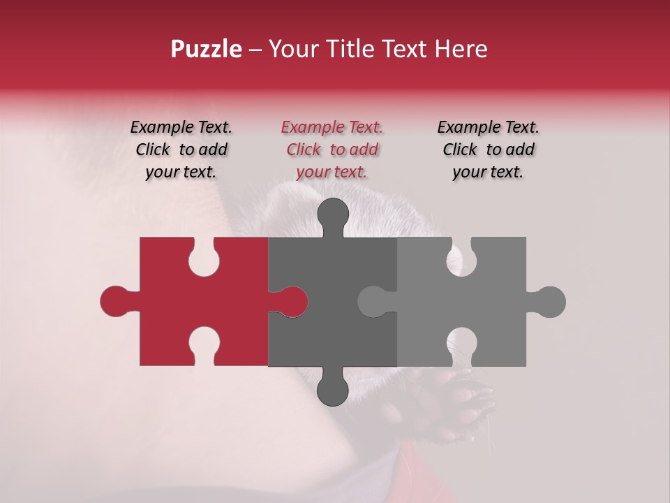 A Ferret Is Being Held By A Man PowerPoint Template