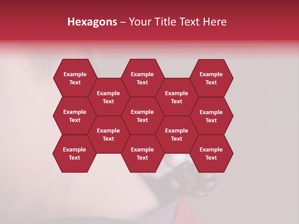 A Ferret Is Being Held By A Man PowerPoint Template