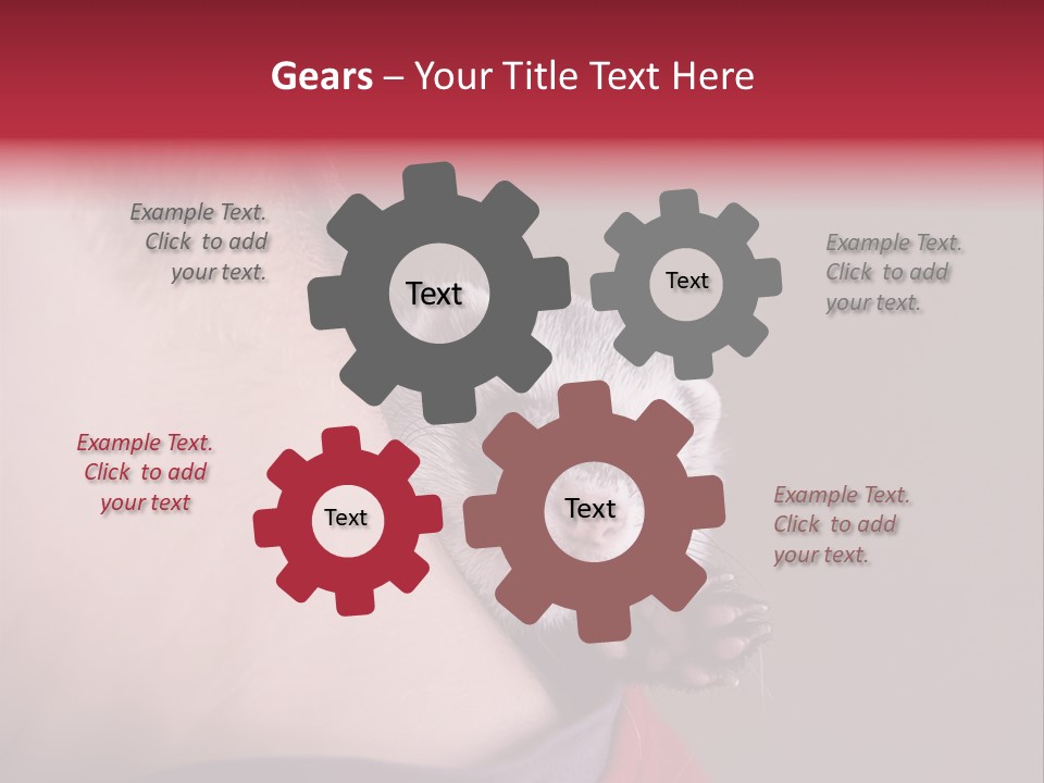 A Ferret Is Being Held By A Man PowerPoint Template