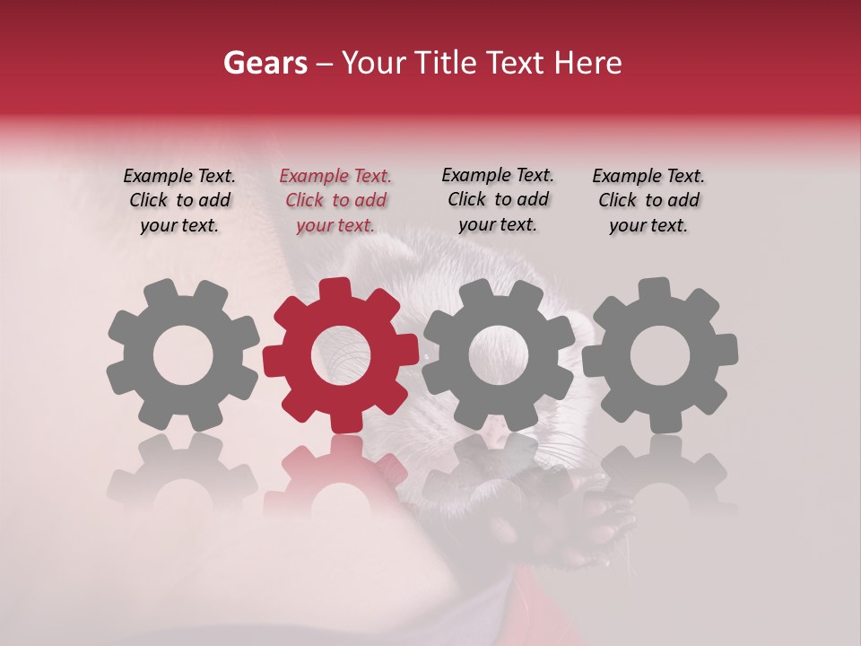 A Ferret Is Being Held By A Man PowerPoint Template