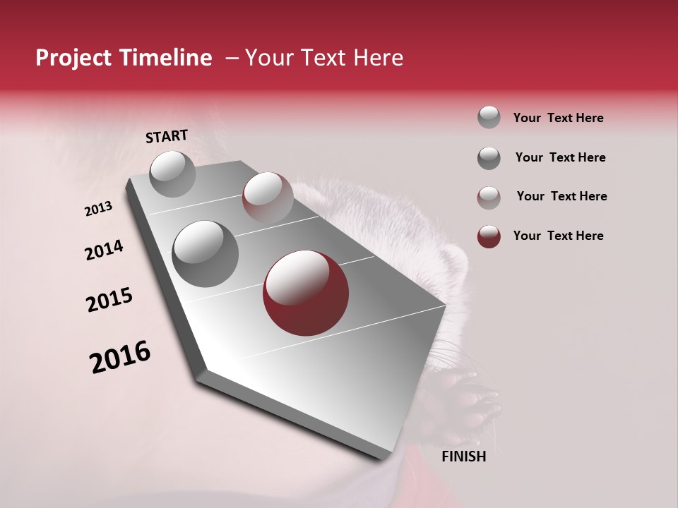 A Ferret Is Being Held By A Man PowerPoint Template