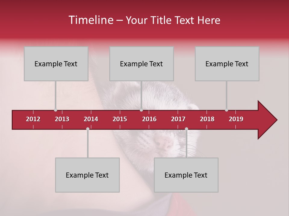 A Ferret Is Being Held By A Man PowerPoint Template