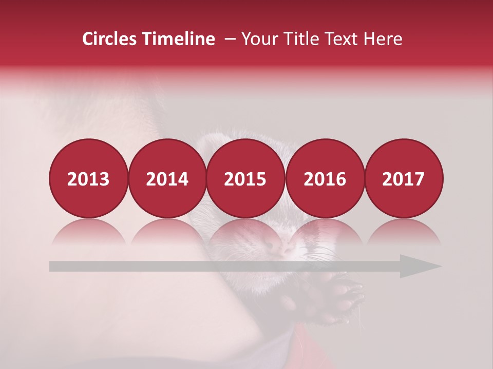 A Ferret Is Being Held By A Man PowerPoint Template