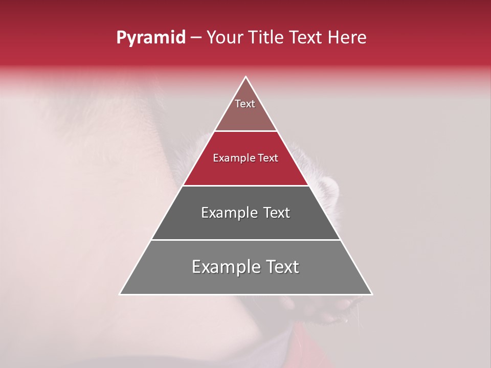 A Ferret Is Being Held By A Man PowerPoint Template