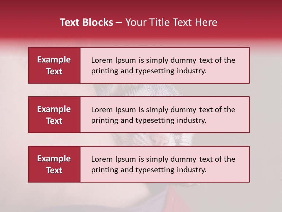 A Ferret Is Being Held By A Man PowerPoint Template