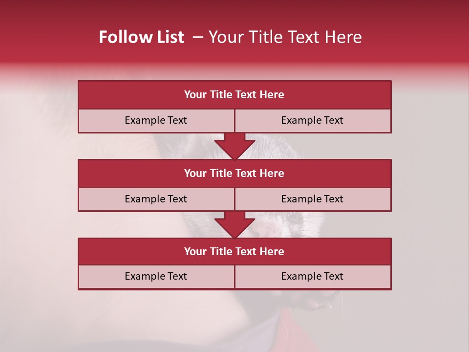 A Ferret Is Being Held By A Man PowerPoint Template