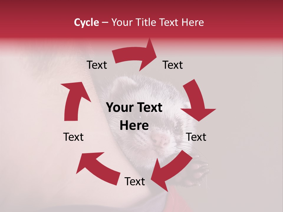 A Ferret Is Being Held By A Man PowerPoint Template