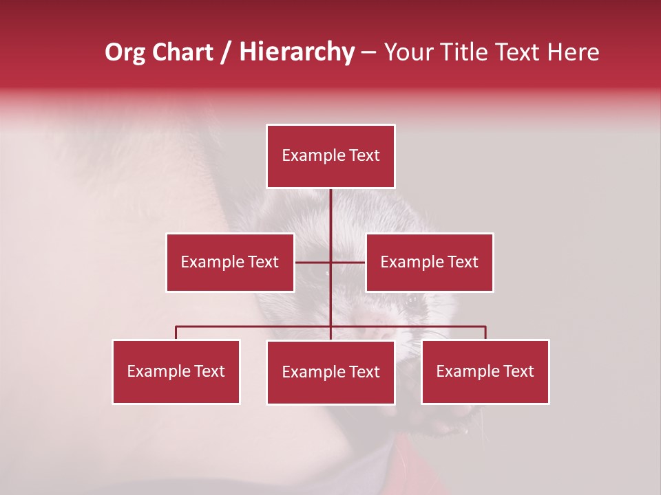 A Ferret Is Being Held By A Man PowerPoint Template