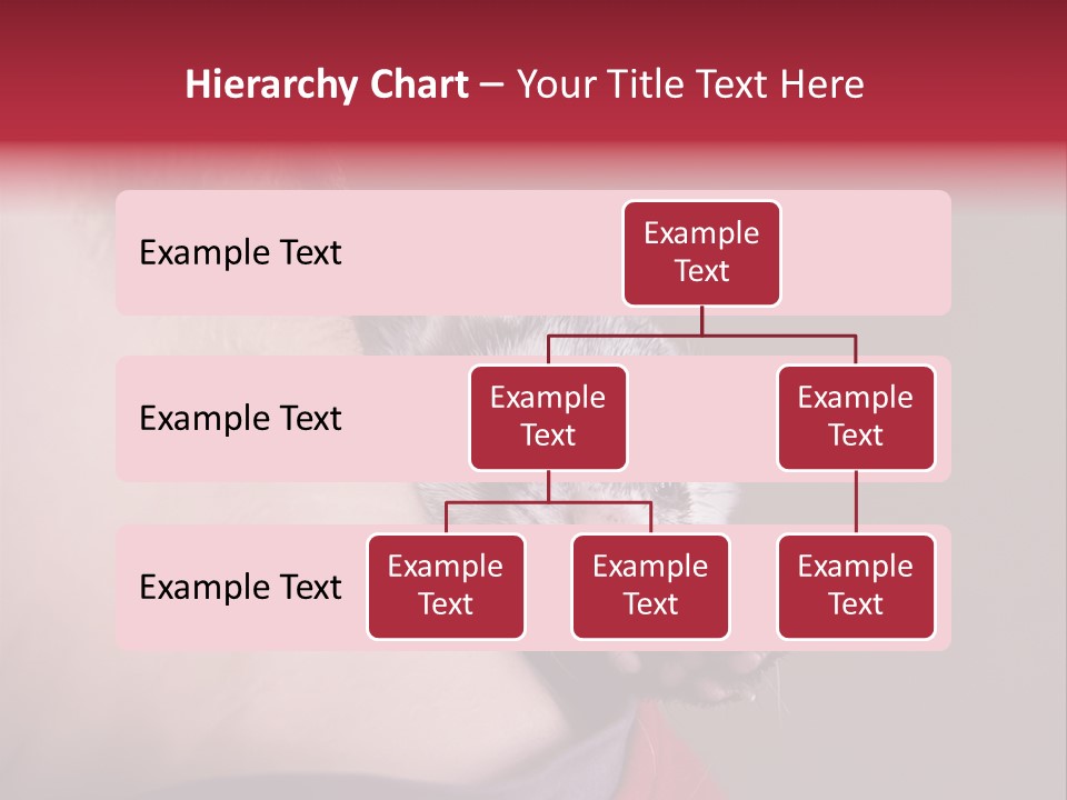A Ferret Is Being Held By A Man PowerPoint Template