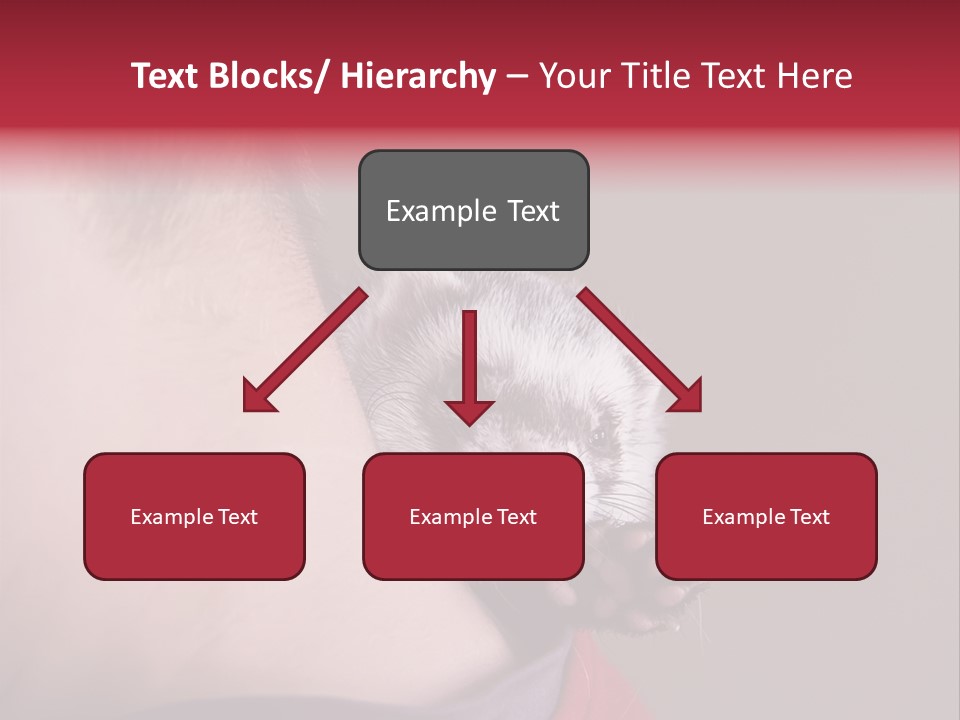 A Ferret Is Being Held By A Man PowerPoint Template