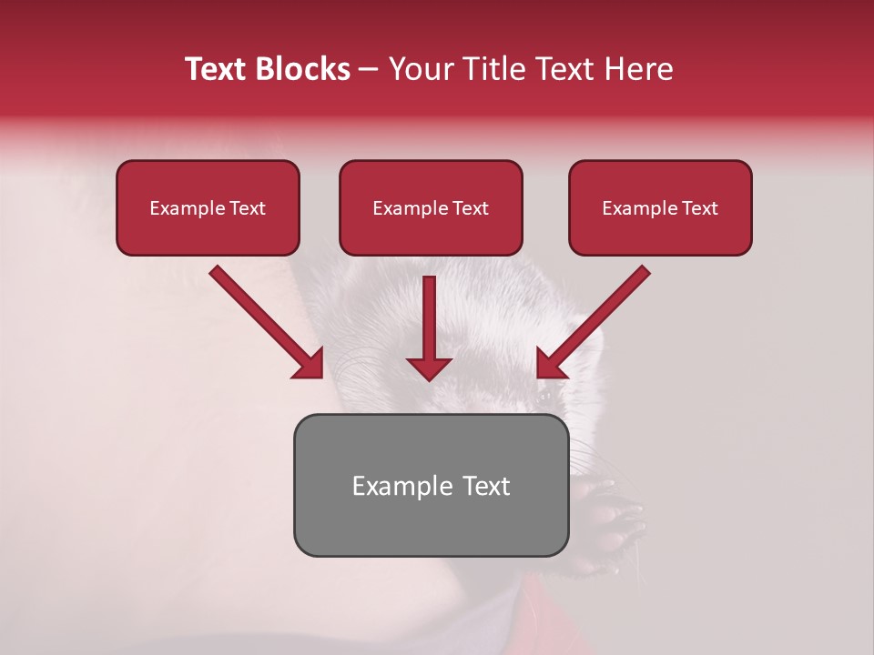 A Ferret Is Being Held By A Man PowerPoint Template