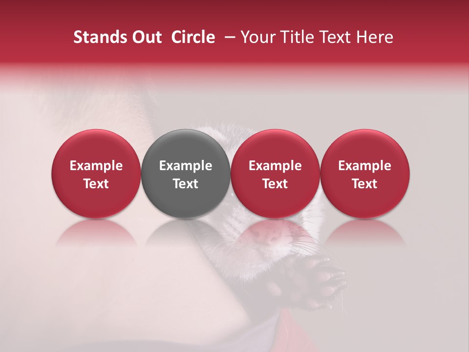 A Ferret Is Being Held By A Man PowerPoint Template