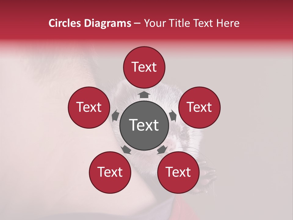 A Ferret Is Being Held By A Man PowerPoint Template