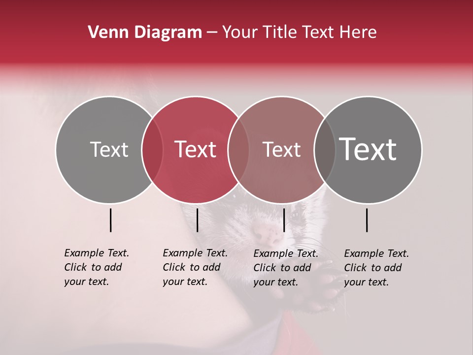 A Ferret Is Being Held By A Man PowerPoint Template