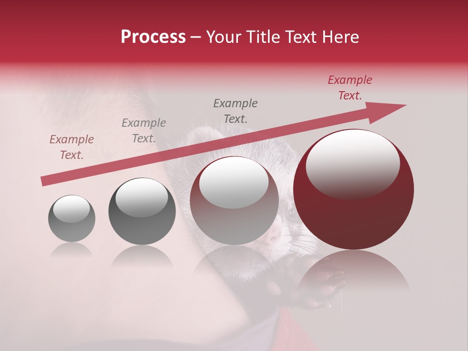 A Ferret Is Being Held By A Man PowerPoint Template