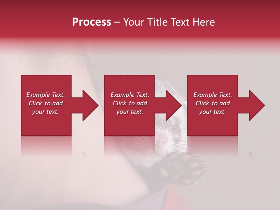 A Ferret Is Being Held By A Man PowerPoint Template