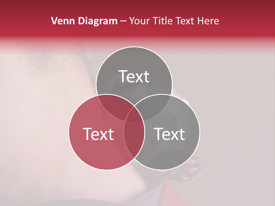 A Ferret Is Being Held By A Man PowerPoint Template