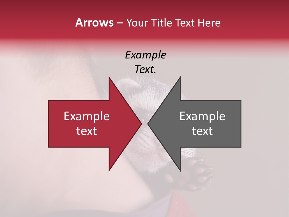 A Ferret Is Being Held By A Man PowerPoint Template