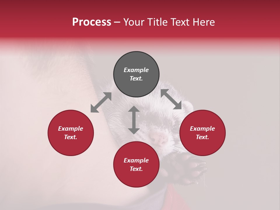 A Ferret Is Being Held By A Man PowerPoint Template