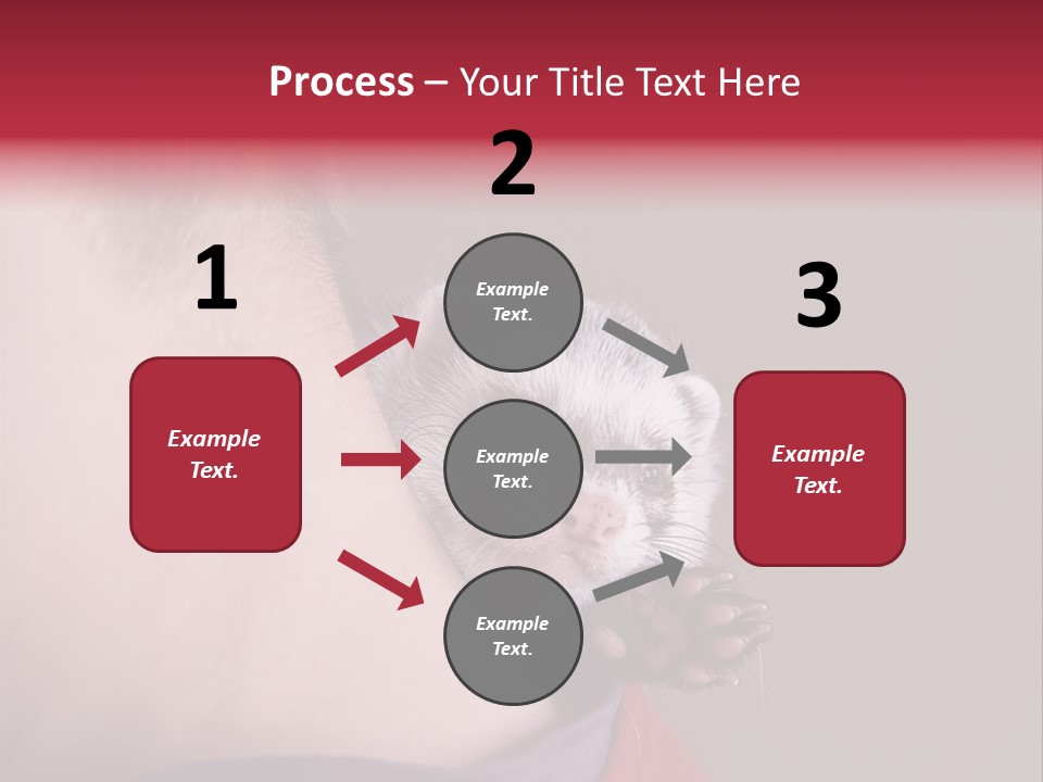 A Ferret Is Being Held By A Man PowerPoint Template