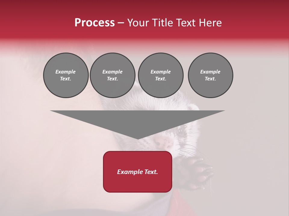 A Ferret Is Being Held By A Man PowerPoint Template