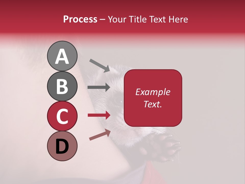 A Ferret Is Being Held By A Man PowerPoint Template