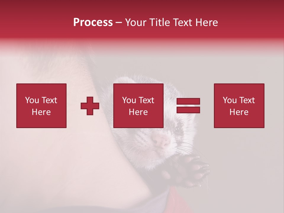 A Ferret Is Being Held By A Man PowerPoint Template