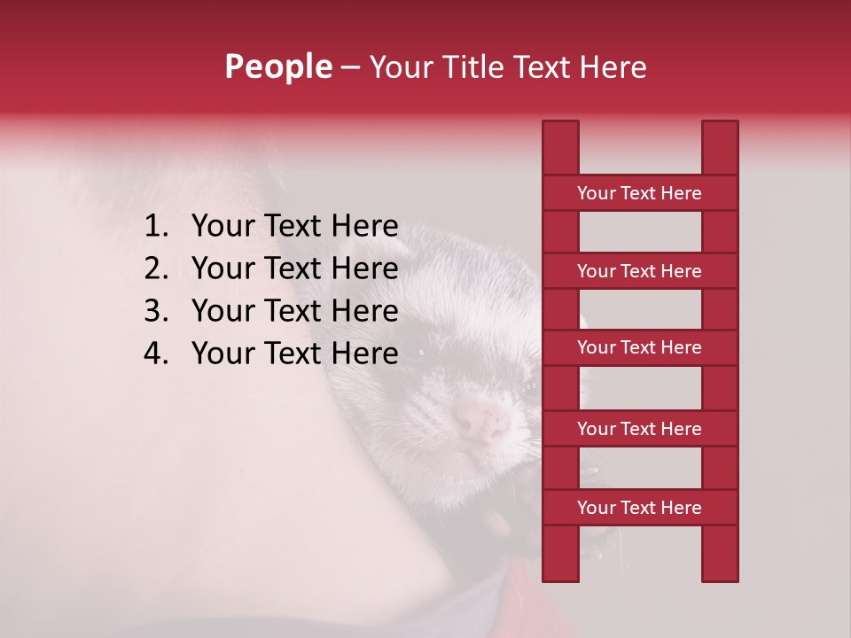 A Ferret Is Being Held By A Man PowerPoint Template