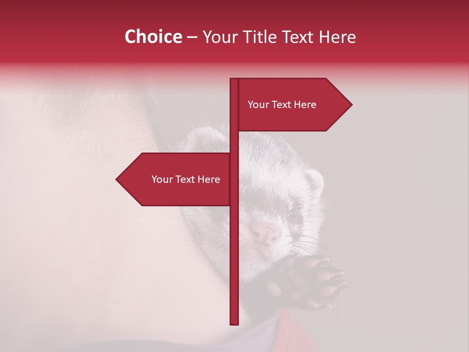 A Ferret Is Being Held By A Man PowerPoint Template