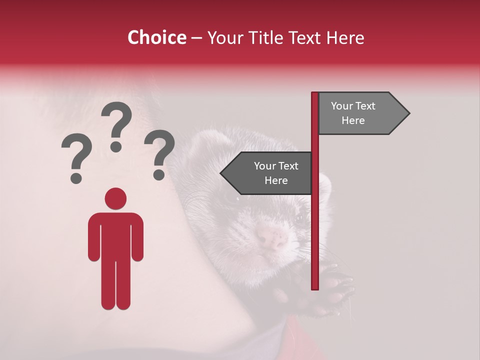 A Ferret Is Being Held By A Man PowerPoint Template