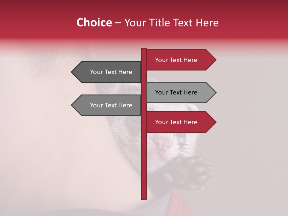 A Ferret Is Being Held By A Man PowerPoint Template