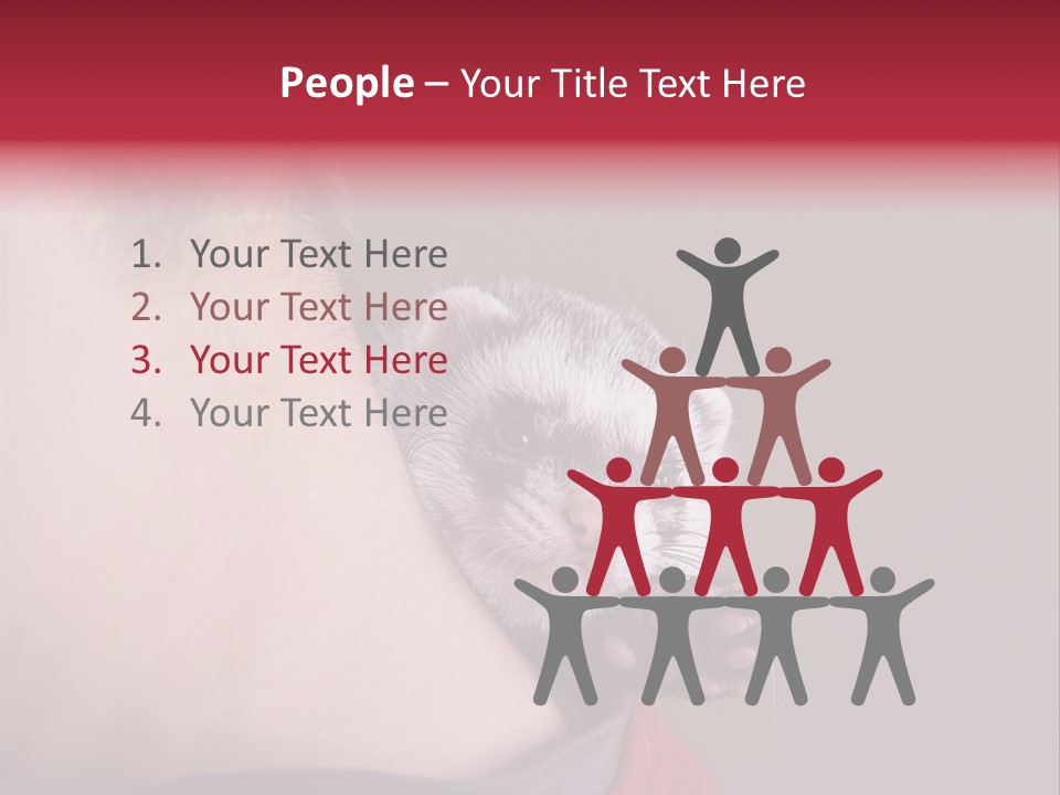 A Ferret Is Being Held By A Man PowerPoint Template