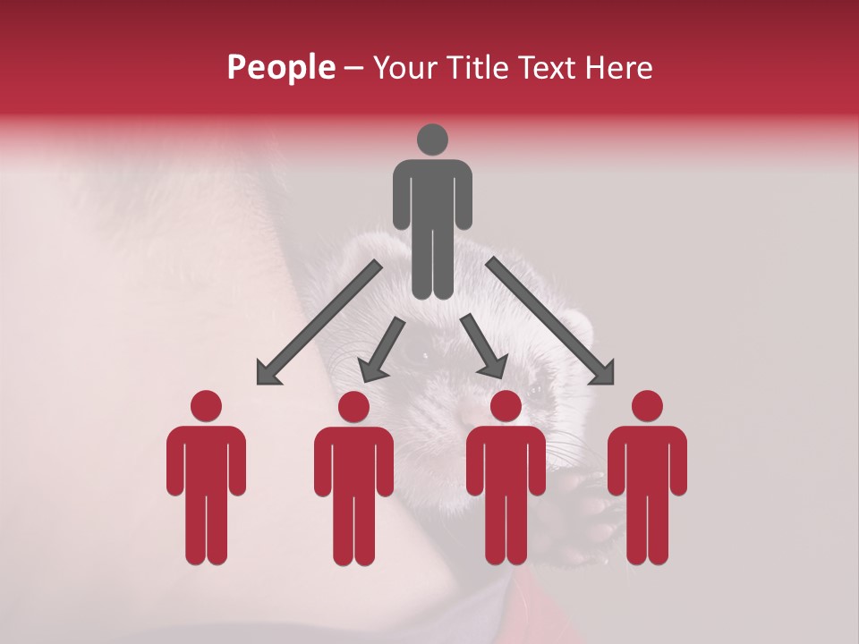 A Ferret Is Being Held By A Man PowerPoint Template