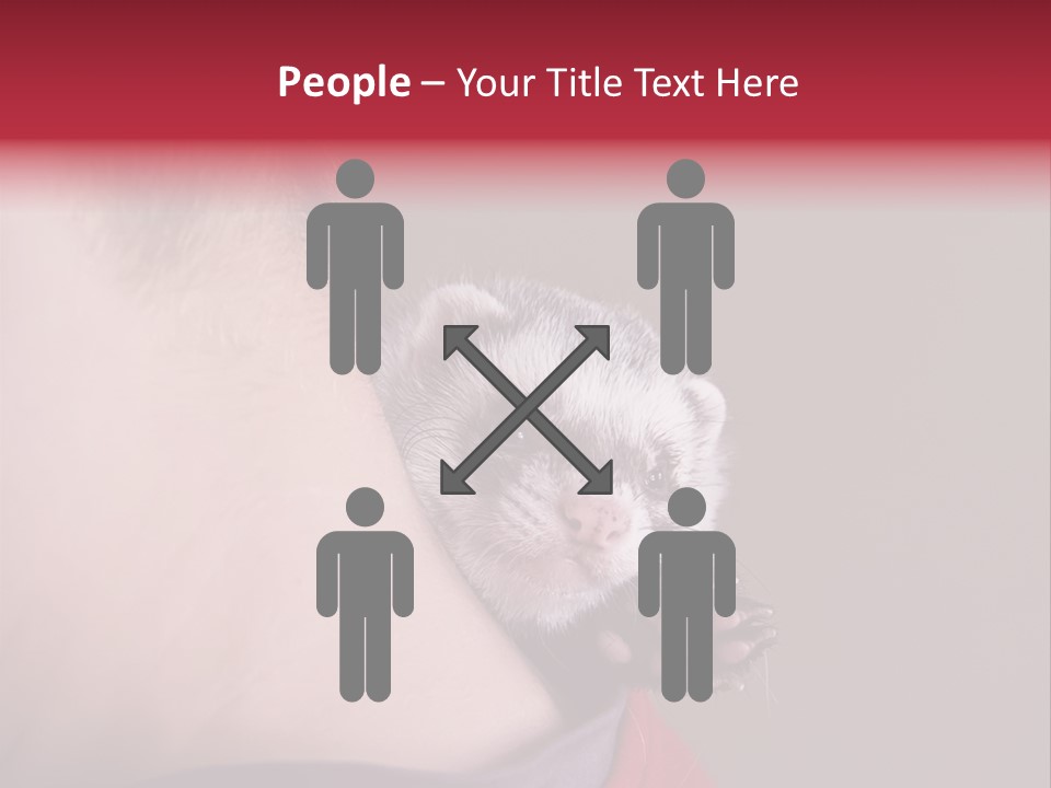 A Ferret Is Being Held By A Man PowerPoint Template